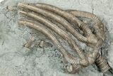 Fossil Crinoid Plate (Two Species) - Crawfordsville, Indiana #358135-1